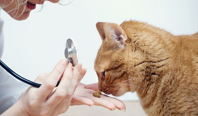 Gato siendo alimentado por una veterinaria